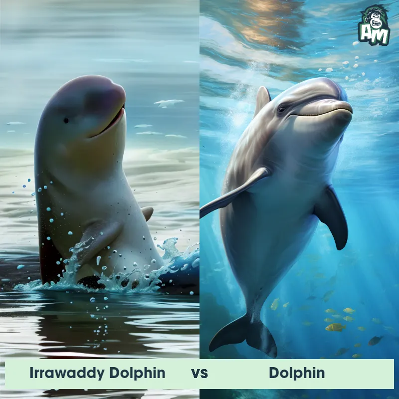 Irrawaddy Dolphin vs Dolphin - Animal Matchup Irrawaddy Dolphin vs Dolphin - Animal Matchup