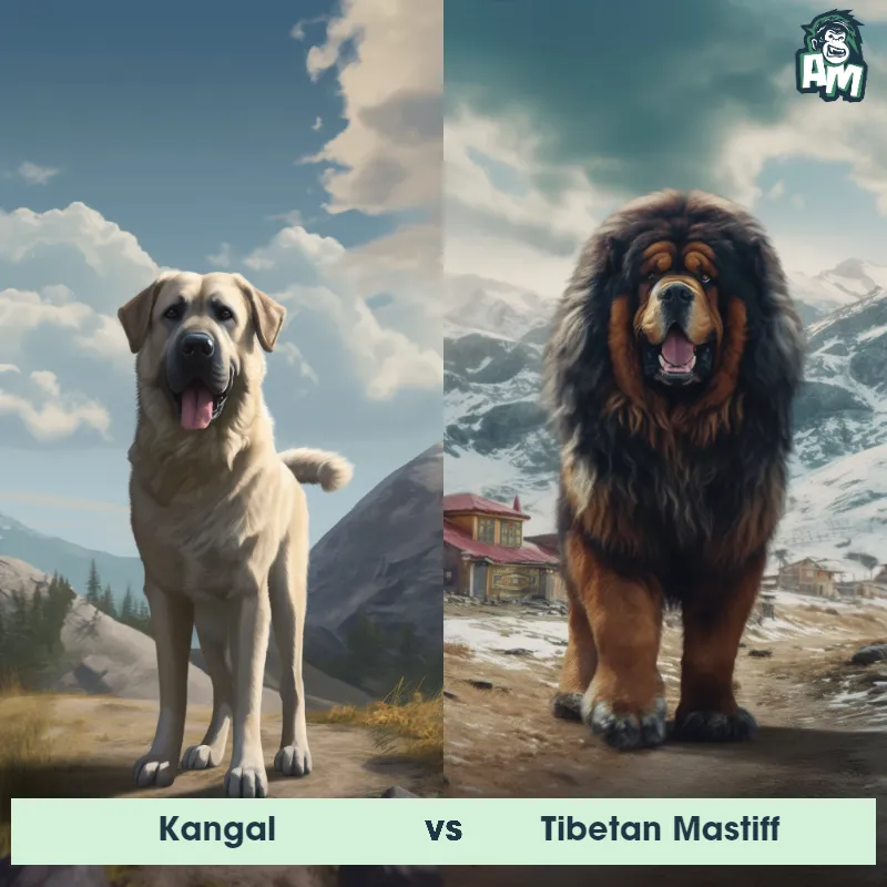 Kangal vs Tibetan Mastiff - Animal Matchup Kangal vs Tibetan Mastiff - Animal Matchup