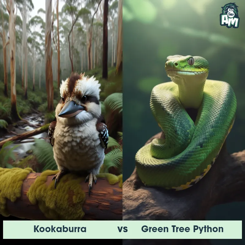 Kookaburra vs Green Tree Python - Animal Matchup Kookaburra vs Green Tree Python - Animal Matchup