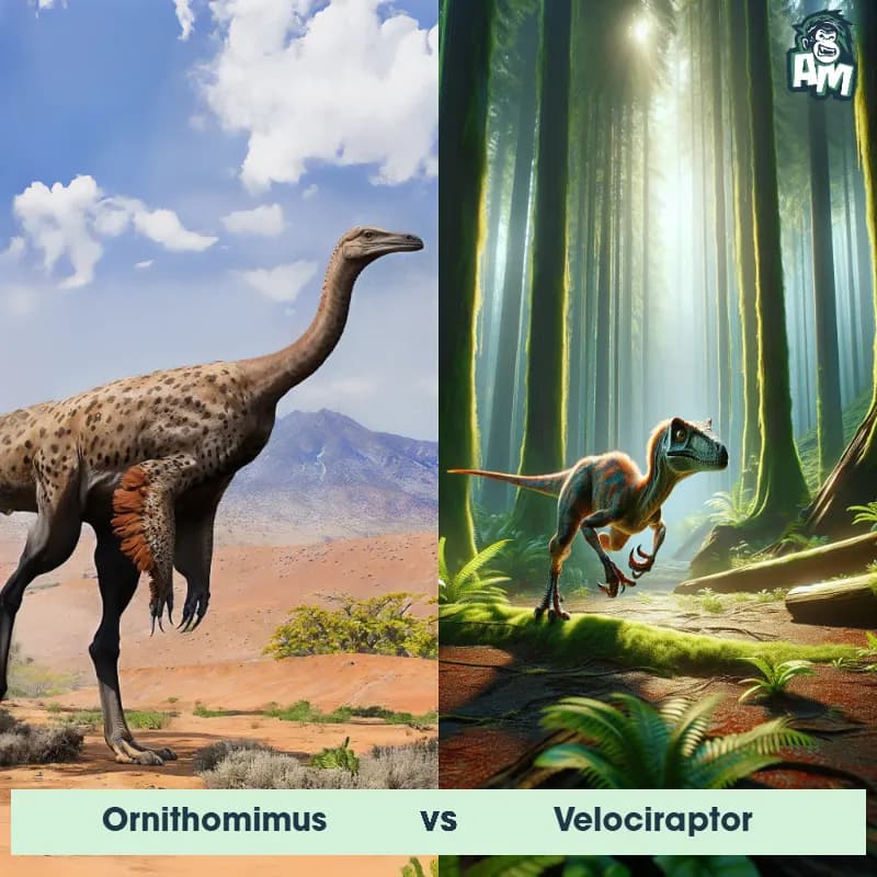 Ornithomimus vs Velociraptor - Animal Matchup Ornithomimus vs Velociraptor - Animal Matchup