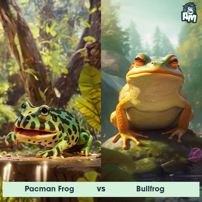 Pacman Frog vs Bullfrog - Animal Matchup Pacman Frog vs Bullfrog - Animal Matchup