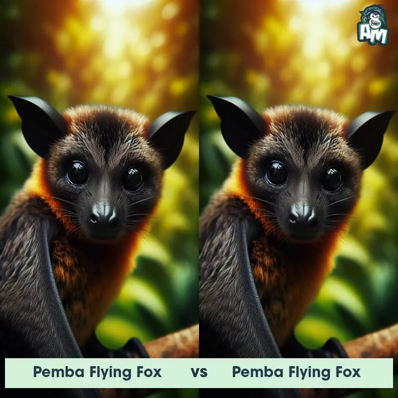 Pemba flying fox vs Pemba flying fox - Animal Matchup Pemba flying fox vs Pemba flying fox - Animal Matchup