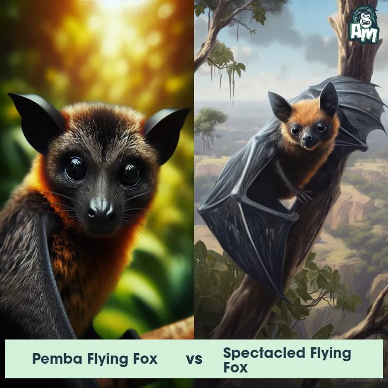 Pemba flying fox vs Spectacled Flying Fox - Animal Matchup Pemba flying fox vs Spectacled Flying Fox - Animal Matchup