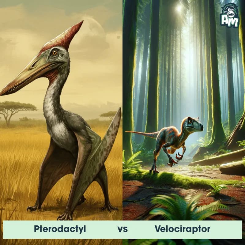 Pterodactyl vs Velociraptor - Animal Matchup Pterodactyl vs Velociraptor - Animal Matchup