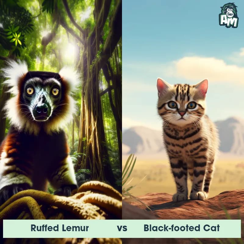 Ruffed Lemur vs Black-Footed Cat - Animal Matchup Ruffed Lemur vs Black-Footed Cat - Animal Matchup