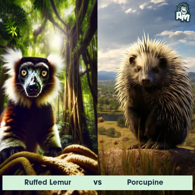 Ruffed Lemur vs Porcupine - Animal Matchup Ruffed Lemur vs Porcupine - Animal Matchup
