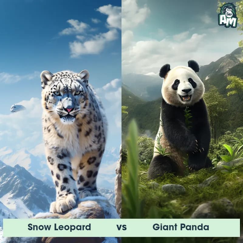 Snow Leopard vs Giant Panda - Animal Matchup Snow Leopard vs Giant Panda - Animal Matchup