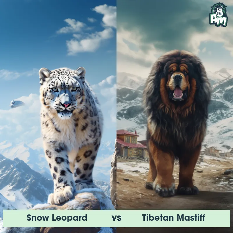 Snow Leopard vs Tibetan Mastiff - Animal Matchup Snow Leopard vs Tibetan Mastiff - Animal Matchup