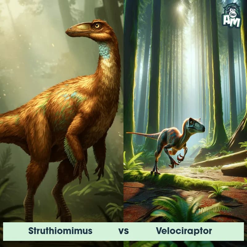 Struthiomimus vs Velociraptor - Animal Matchup Struthiomimus vs Velociraptor - Animal Matchup