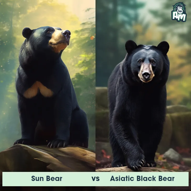 Sun Bear vs Asiatic Black Bear - Animal Matchup Sun Bear vs Asiatic Black Bear - Animal Matchup