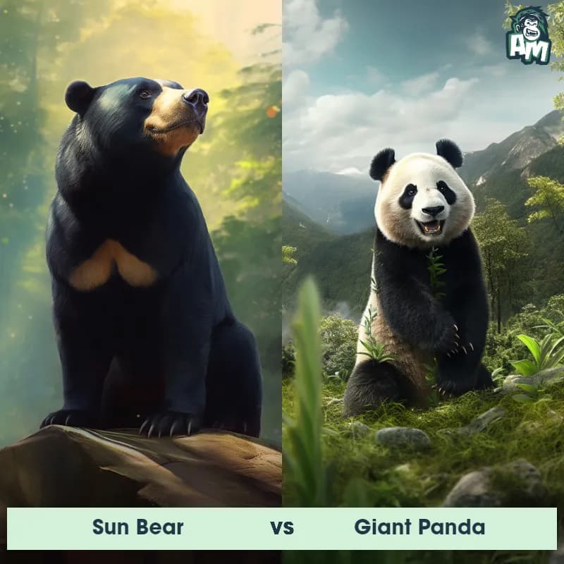 Sun Bear vs Giant Panda - Animal Matchup Sun Bear vs Giant Panda - Animal Matchup