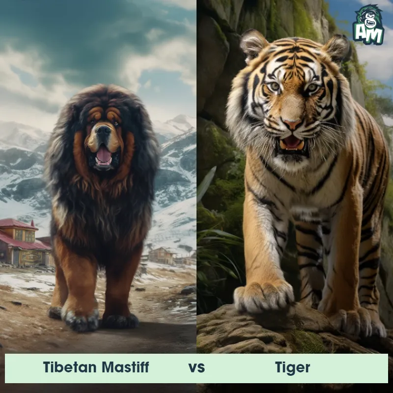 Tibetan Mastiff vs Tiger - Animal Matchup Tibetan Mastiff vs Tiger - Animal Matchup